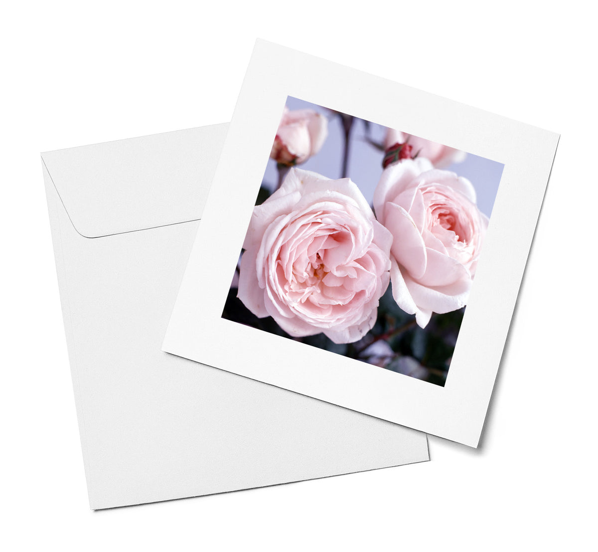 Pink Garden Roses