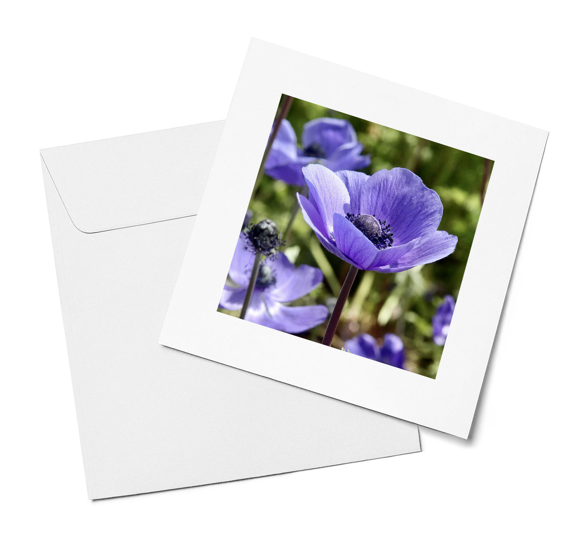 Purple Anemones