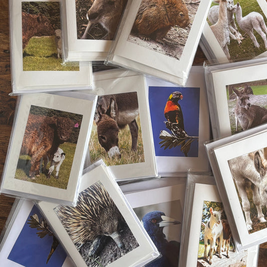Animals - Mixed Gift Pack