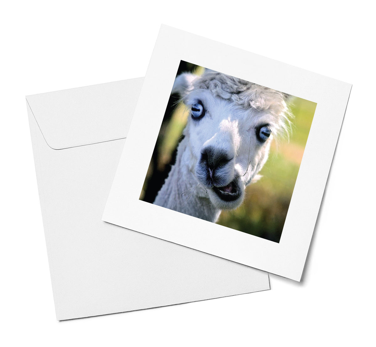 Curious Alpaca
