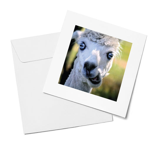 Curious Alpaca