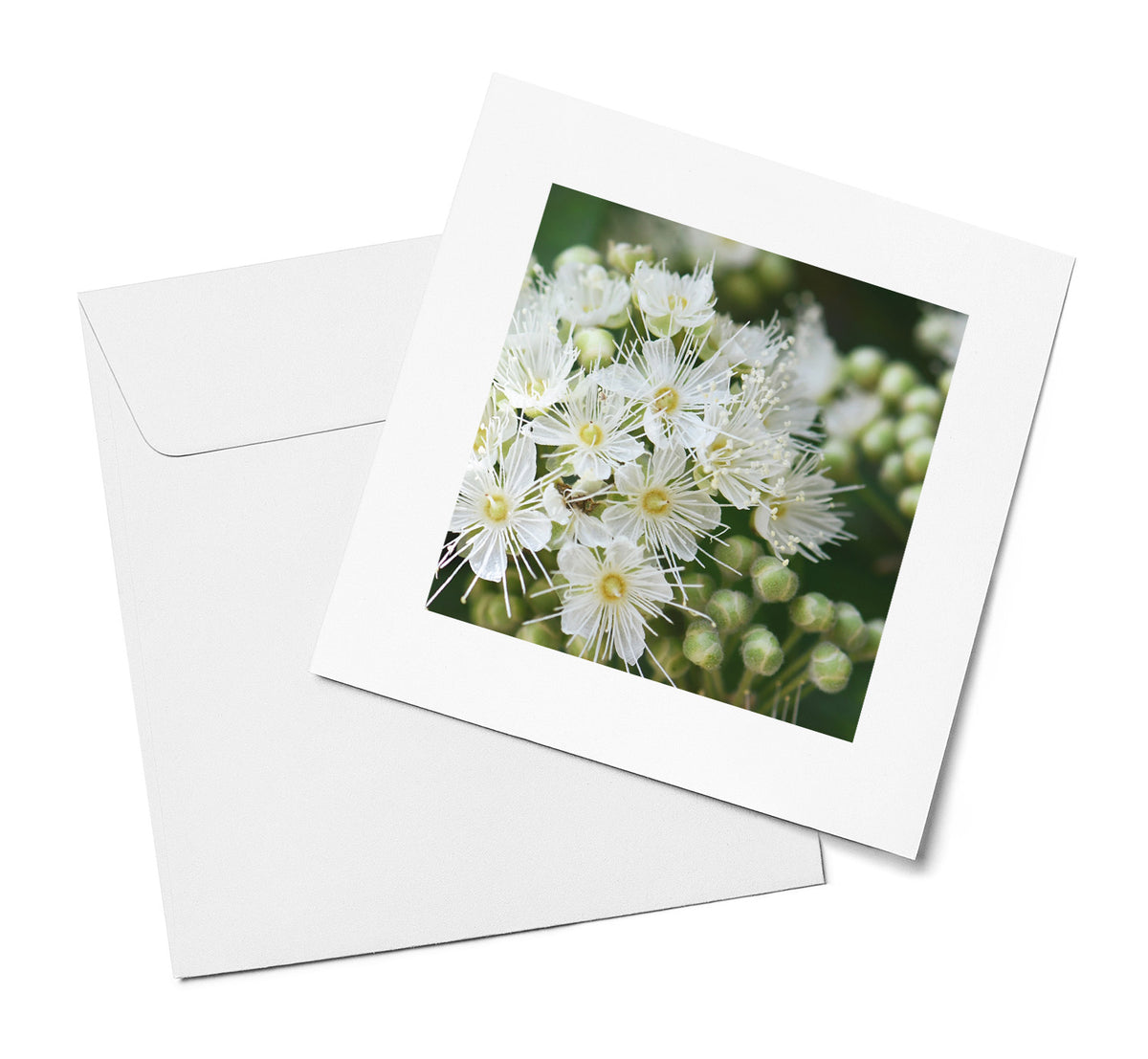 White Flowering Tea Tree greeting card by Cards by Jennie