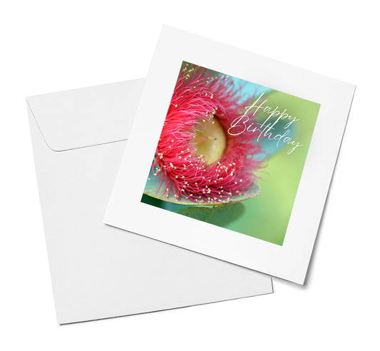 Flowering Gum Blossom – Happy Birthday