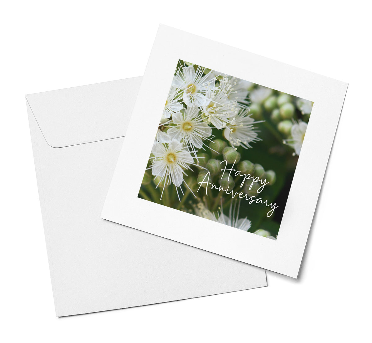 White Flowering Tea Tree – Happy Anniversary