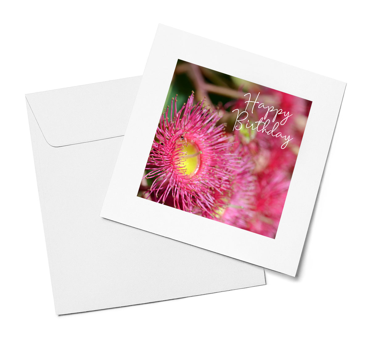Pink Flowering Gum – Happy Birthday