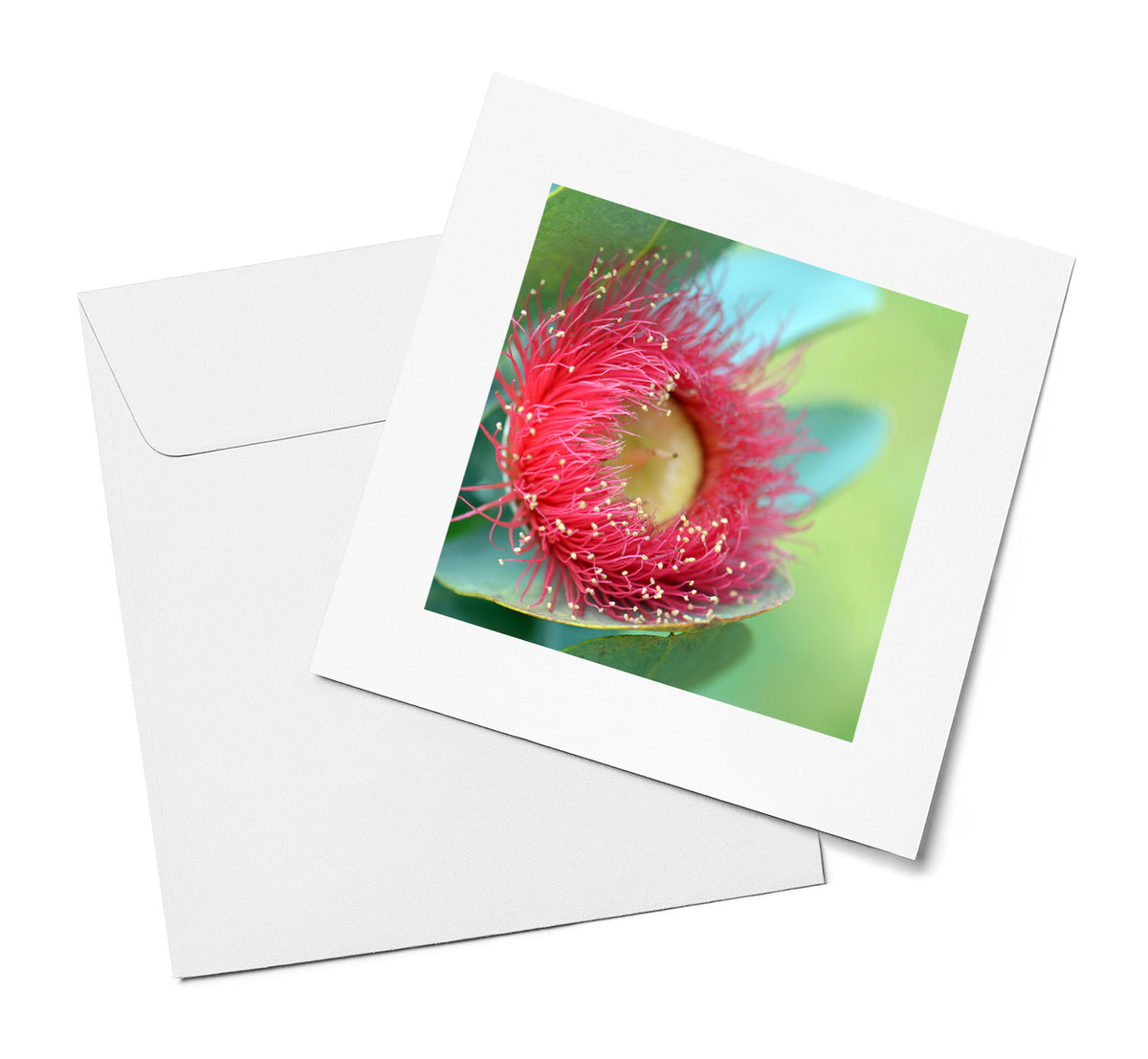 Flowering Gum Blossom