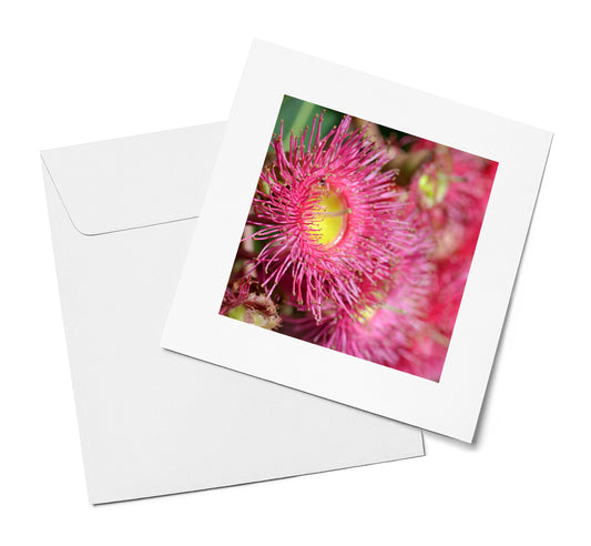 Pink Flowering Gum