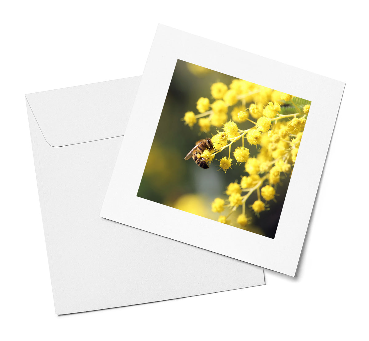 Wattle & Bee