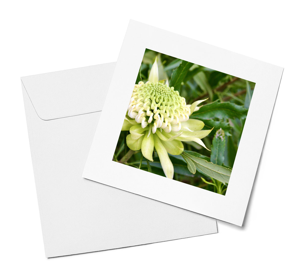 White Waratah